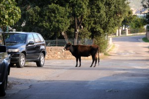 Incantu Corse 10-2013 (254)